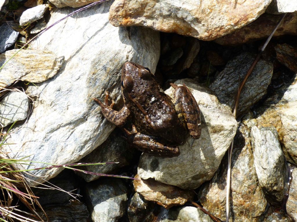 identificazione precisa di una rana banale: help! Rana temporaria